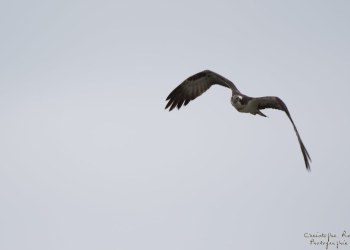Balbuzard pêcheur, Rivière Allier