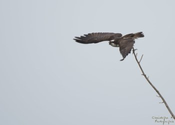 Balbuzard pêcheur, Rivière Allier