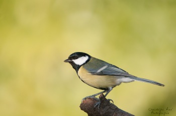 Charbonnière à la maison