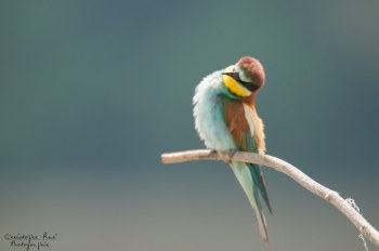 Série Guêpier d'Europe 2016-2017, suivi de colonie rivière Allier