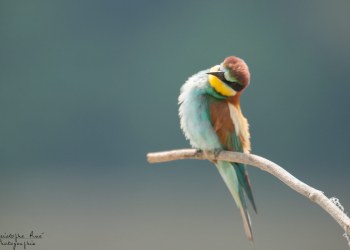 Série Guêpier d'Europe 2016-2017, suivi de colonie rivière Allier