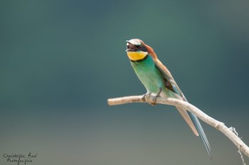 Série Guêpier d'Europe 2016-2017, suivi de colonie rivière Allier