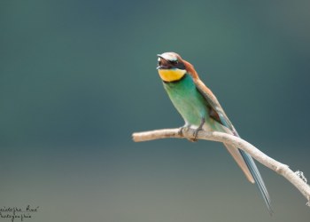 Série Guêpier d'Europe 2016-2017, suivi de colonie rivière Allier