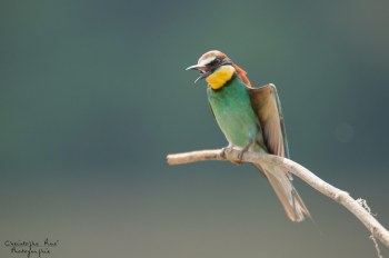 Série Guêpier d'Europe 2016-2017, suivi de colonie rivière Allier