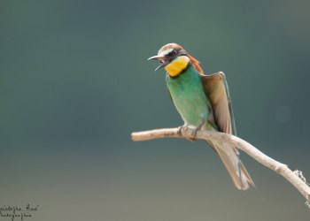 Série Guêpier d'Europe 2016-2017, suivi de colonie rivière Allier