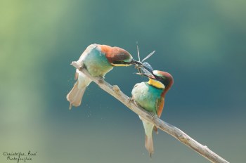 Série Guêpier d'Europe 2016-2017, suivi de colonie rivière Allier