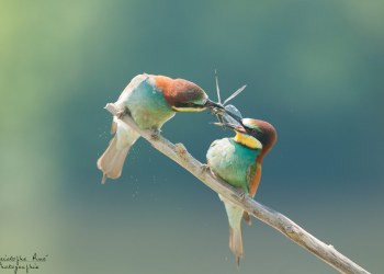 Série Guêpier d'Europe 2016-2017, suivi de colonie rivière Allier