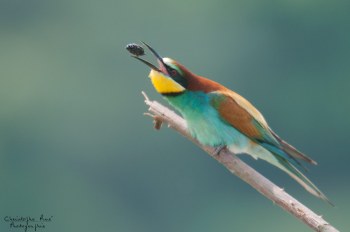 Série Guêpier d'Europe 2016-2017, suivi de colonie rivière Allier