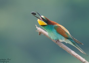 Série Guêpier d'Europe 2016-2017, suivi de colonie rivière Allier