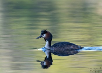 Grebe Huppée
