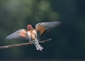 Série Guêpier d'Europe 2016-2017, suivi de colonie rivière Allier