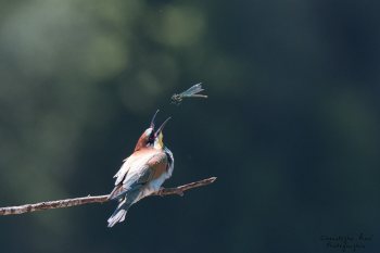 Série Guêpier d'Europe 2016-2017, suivi de colonie rivière Allier