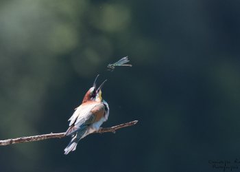 Série Guêpier d'Europe 2016-2017, suivi de colonie rivière Allier