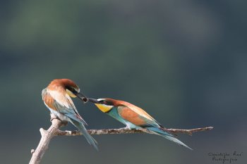 Série Guêpier d'Europe 2016-2017, suivi de colonie rivière Allier