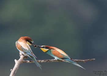 Série Guêpier d'Europe 2016-2017, suivi de colonie rivière Allier