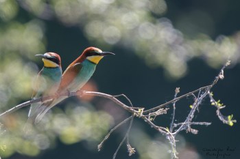 Série Guêpier d'Europe 2016-2017, suivi de colonie rivière Allier