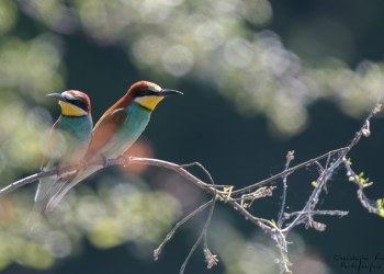 Série Guêpier d'Europe 2016-2017, suivi de colonie rivière Allier