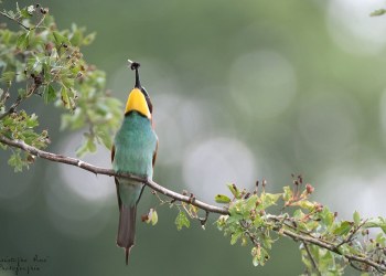 Série Guêpier d'Europe 2016-2017, suivi de colonie rivière Allier