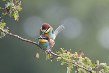 Série Guêpier d'Europe 2016-2017, suivi de colonie rivière Allier
