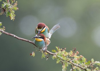 Série Guêpier d'Europe 2016-2017, suivi de colonie rivière Allier