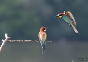 Série Guêpier d'Europe 2016-2017, suivi de colonie rivière Allier