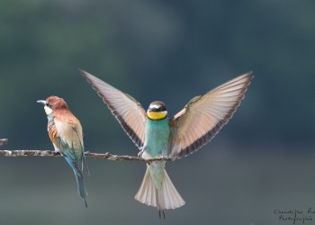Série Guêpier d'Europe 2016-2017, suivi de colonie rivière Allier
