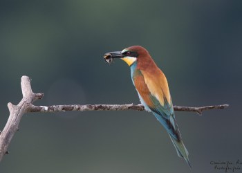 Série Guêpier d'Europe 2016-2017, suivi de colonie rivière Allier