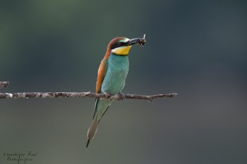 Série Guêpier d'Europe 2016-2017, suivi de colonie rivière Allier