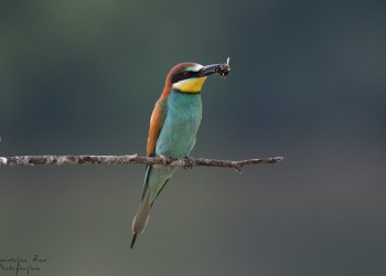 Série Guêpier d'Europe 2016-2017, suivi de colonie rivière Allier