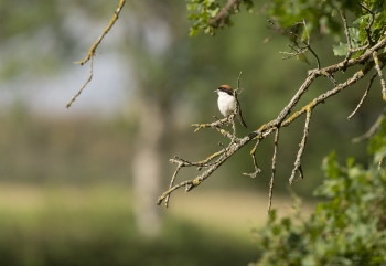 Pie Grièche à tête rousse