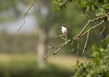 Pie Grièche à tête rousse