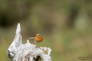 Rouge Gorge, mon compagnon de Brame