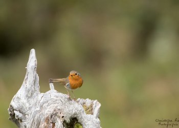 Rouge Gorge, mon compagnon de Brame