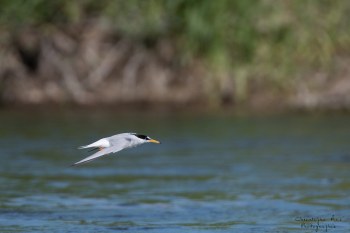 Sterne Naine, rivière Allier
