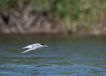Sterne Naine, rivière Allier
