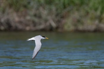 Sterne Naine, rivière Allier