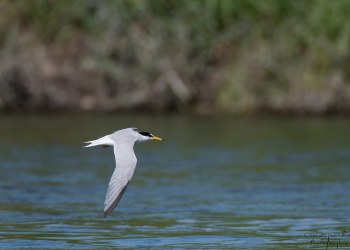 Sterne Naine, rivière Allier