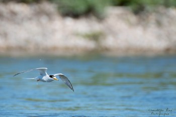 Sterne Naine, rivière Allier