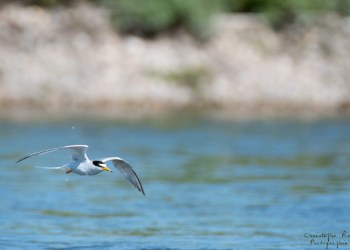 Sterne Naine, rivière Allier