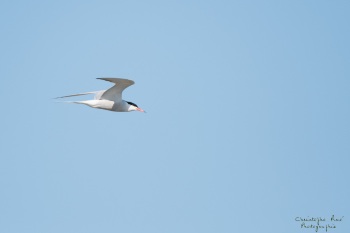 Sterne Pierregarin, rivière Allier