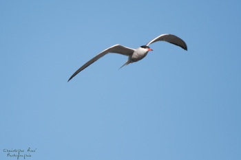Sterne Pierregarin, rivière Allier