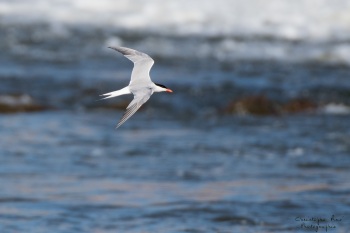 Sterne Pierregarin, rivière Allier