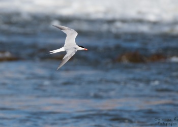 Sterne Pierregarin, rivière Allier