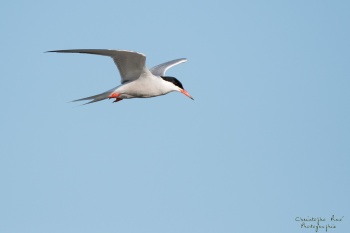 Sterne Pierregarin, rivière Allier