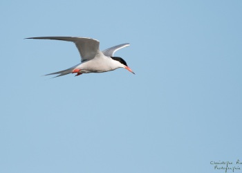 Sterne Pierregarin, rivière Allier