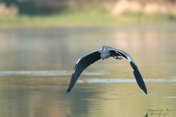 Héron cendré en vol
