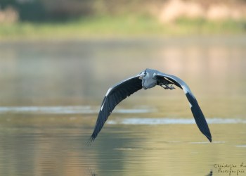 Héron cendré en vol