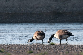 Oies Bernaches, Rivière Allier