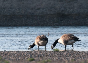 Oies Bernaches, Rivière Allier
