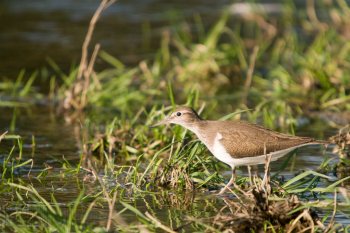 Chevalier Guignette, Rivière Allier